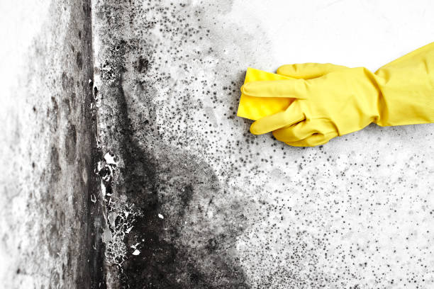 Professional Mold Remediation in Port Allegany, PA