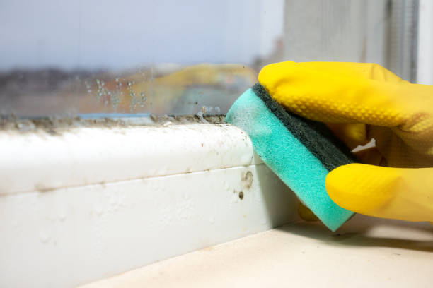 Best Kitchen Mold Remediation in Port Allegany, PA